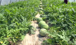 蔚县吃瓜事件最新爆料,最新爆料揭示惊人内幕